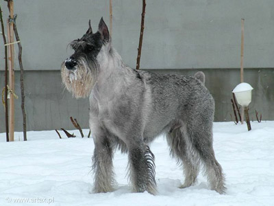 Bastian